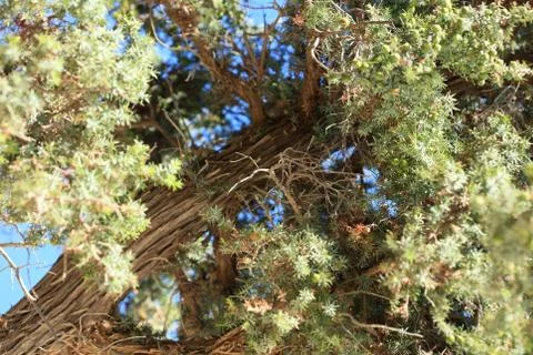 Wild tropic tree juniperus oxycedrus berried cedar family cupressaceae modern Stock Photos