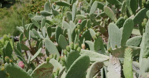 Wild tropical cactus in the spring moving in the wind in Masca Gorge, Tenerife Stock Footage 196729063