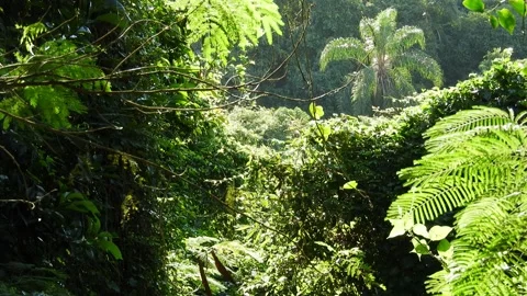 Wild tropical forest with Palm tree background Stock Footage 152596672