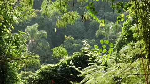 Wild tropical forest with Palm tree background and backlight Stock Footage 154013388