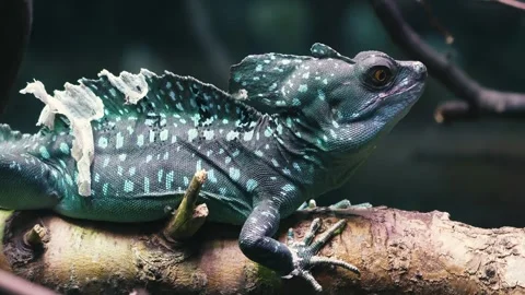 Wild tropical lizard Video stock 283072553