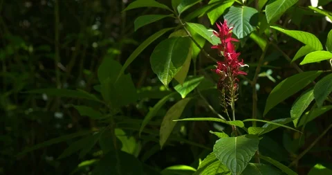 Wild Tropical Red Flower in Sunlight in Forest, 4K60p Stock Footage 101040136