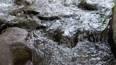 Wild Tropical River Stream Surrounded by Green Forest – Daytime Video stock 323995386