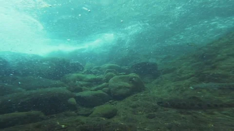 Wild Trout and Riverbed Scene Oregon Freshwater Footage Stock Footage 320562686