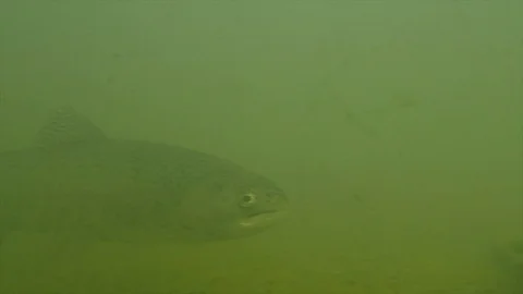 Wild trout underwater Видео 125718440