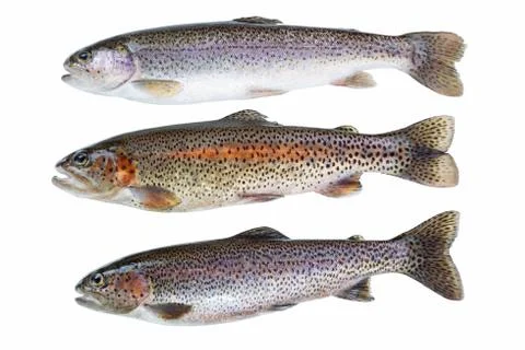 Wild trout on white Stock Photos
