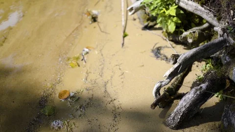 Wild trunks on the sand Stock-Footage 94359719