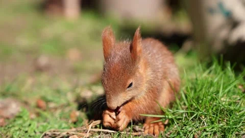 Wild but trusting young squirrel on the grass in a garden Stock Footage 155233627