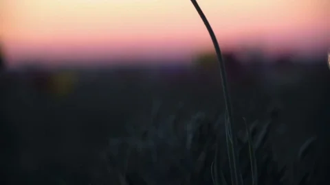 Wild tulip on background sky. Sunrise. The steppe comes to life in the spring Stock Footage 75048113