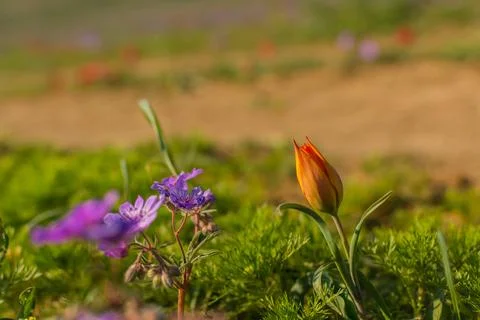 Wild tulip Stock Photos