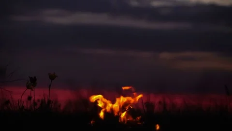 Wild tulips in a meadow on background sky. Sunrise. Bonfire. A quiet spring Stock Footage 75049732