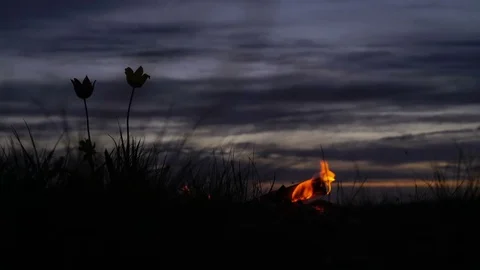 Wild tulips in a meadow on background sky. Sunrise. Bonfire. A quiet spring Stock Footage 75050191