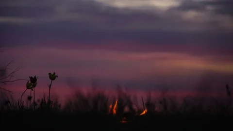 Wild tulips in a meadow on background sky. Sunrise. Bonfire. A quiet spring Stock Footage 75050847