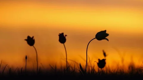 Wild tulips in a meadow on background sky. Sunrise. The steppe comes to life in Video stock 75051325