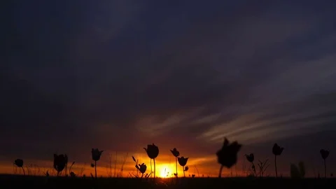 Wild tulips in a meadow on background sky. Sunrise. The steppe comes to life in 動画素材 75339520