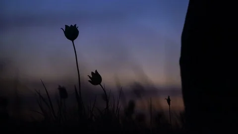 Wild tulips in a meadow on background sky. Traveler goes through the field and Video stock 75340185