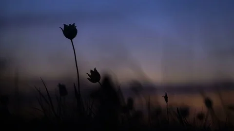 Wild tulips in a meadow on background sky. Traveler goes through the field and Stock Footage 75340728