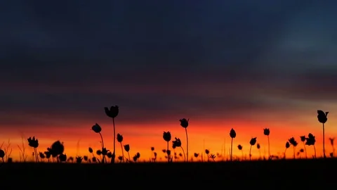 Wild tulips in a meadow on background sky. Crimson dawn. Sunrise. The steppe Stock Footage 75341402