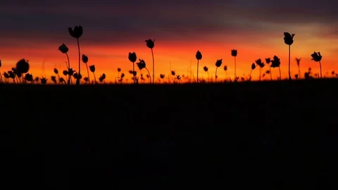 Wild tulips in a meadow on background sky. Sunrise. The steppe comes to life in Video stock 75341576