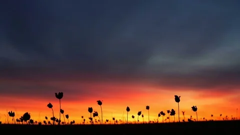 Wild tulips in a meadow on background sky. Sunrise. The steppe comes to life in 動画素材 75341855