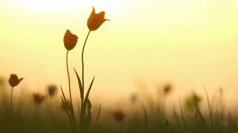 Wild tulips in a meadow on background sky. Sunrise. The steppe comes to life in Stock Footage 75343252