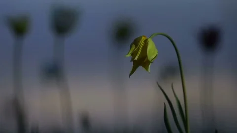 Wild tulips in a meadow on background sky. Sunrise. The steppe comes to life in Stock-Footage 75343567