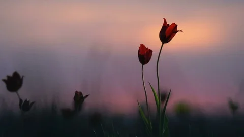 Wild tulips in a meadow on background sky. Sunrise. The steppe comes to life in Stock Footage 75348790