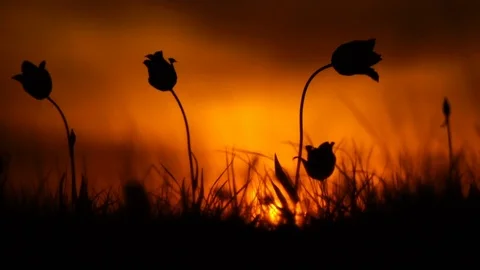 Wild tulips in a meadow on background sky. Sunrise. The steppe comes to life in Stock Footage 75349034