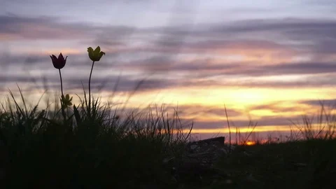 Wild tulips in a meadow on background sky. Sunrise. The steppe comes to life in 스톡 동영상 75349971