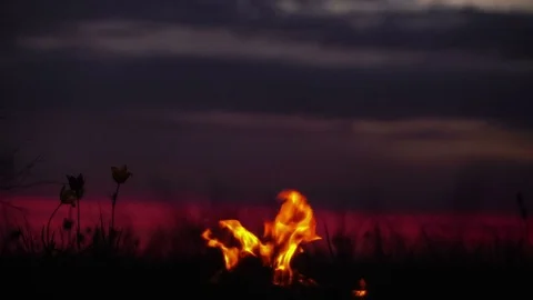 Wild tulips in a meadow on background sky. Sunrise. Bonfire. A quiet spring Stock Footage 75351152