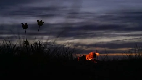 Wild tulips in a meadow on background sky. Sunrise. Bonfire. A quiet spring Stock Footage 75351328