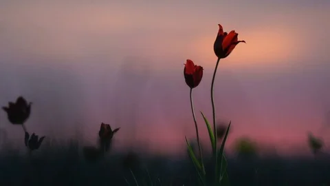 Wild tulips in a meadow on background sky. Sunrise. The steppe comes to life in Stock Footage 75351410
