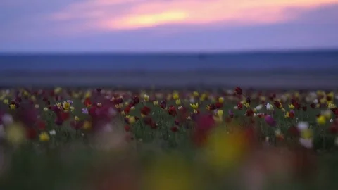 Wild tulips in a meadow on background sky. Sunrise. The steppe comes to life in Stock Footage 75351525