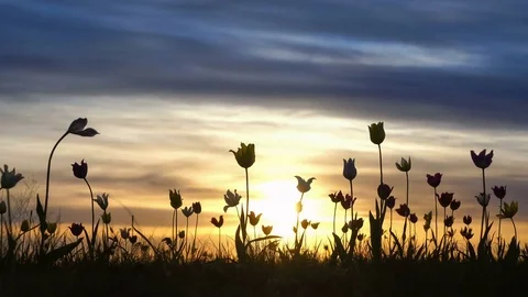 Wild tulips in a meadow on background sky. Sunrise. The steppe comes to life in Stock Footage 75351689