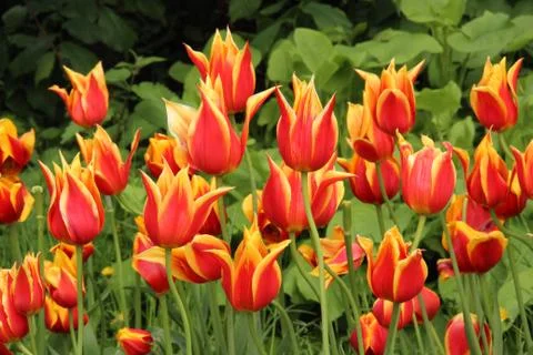 Wild tulips Stock Photos