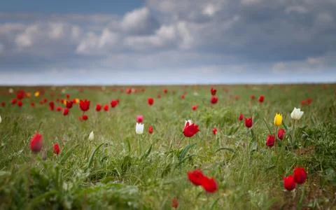 Wild tulips Stock Photos