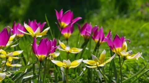 Wild tulips in spring Stock Footage 58892707