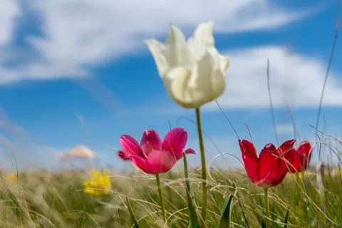 Wild tulips in the steppe Stock Photos