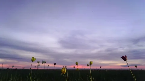 Wild tulips in a sunny meadow on background sky. Sunrise. The steppe comes to Vídeo Stock 75160931