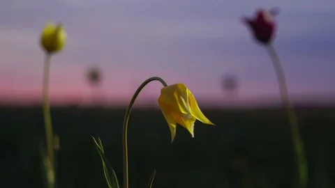 Wild tulips in a sunny meadow on background sky. Sunrise. The steppe comes to Stock Footage 75338792
