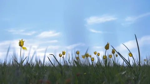 Wild tulips in a sunny meadow on background sky. The steppe comes to life in the Stock Footage 75343791