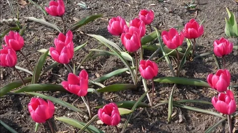Wild tulips in timelapse Stock Footage 48729369