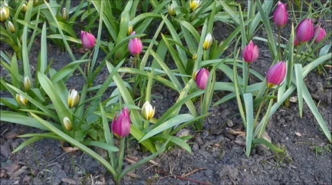 Wild tulips in a timelapse Stock Footage 51729686