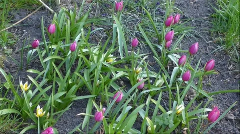 Wild tulips in a timelapse Stock Footage 55083210
