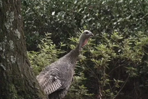 Wild Turkey 01 July 2011 Stock Footage 8518581