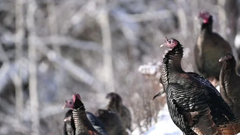 Wild turkey 1 스톡 동영상 169261498