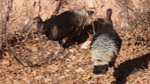 Wild Turkey 2 Stock Footage 94098465