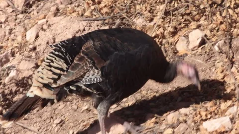 Wild Turkey 4 Stock Footage 94097538