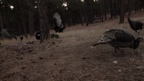 Wild Turkey Aggression-Gobbler Attacks and Knocks Down Decoy 50% SloMo Stock Footage 180655506
