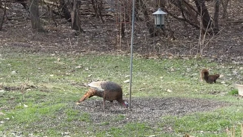 Wild turkey and squirrel Stock Footage 332661462